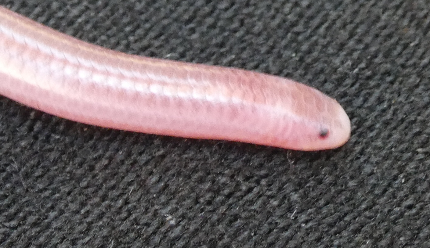 Thread Snke Cape Thread Snake | Mexican Terrestrial Life.org