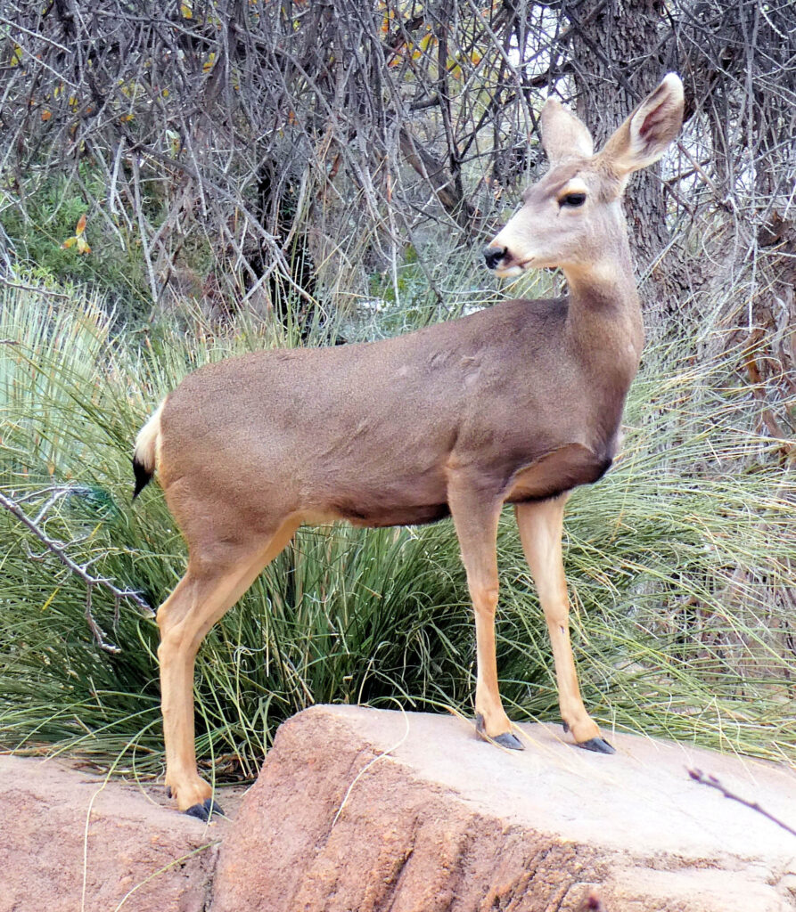 Desert Mule Deer | Mexican Terrestrial Life.org