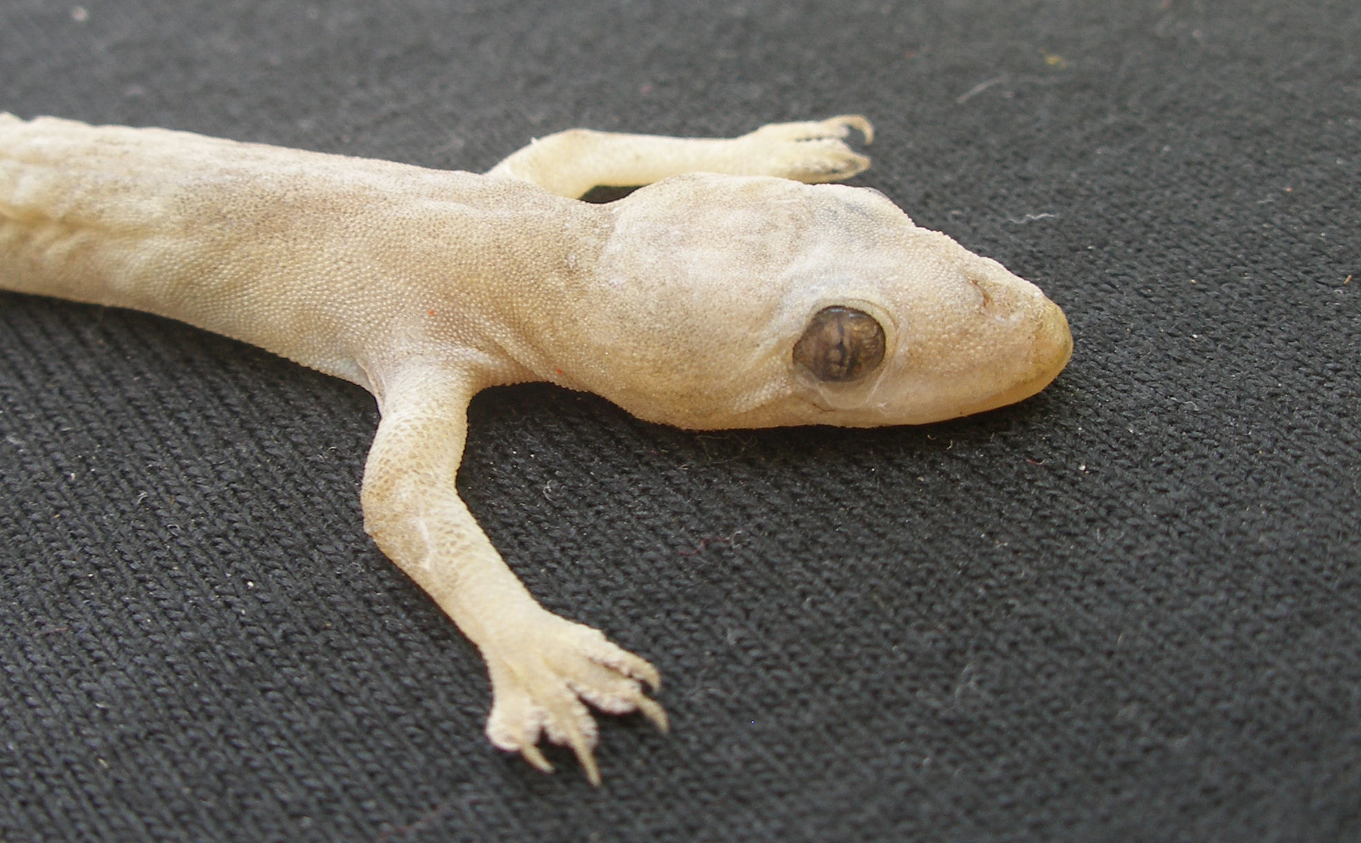 Common House Gecko | Mexican Terrestrial Life.org