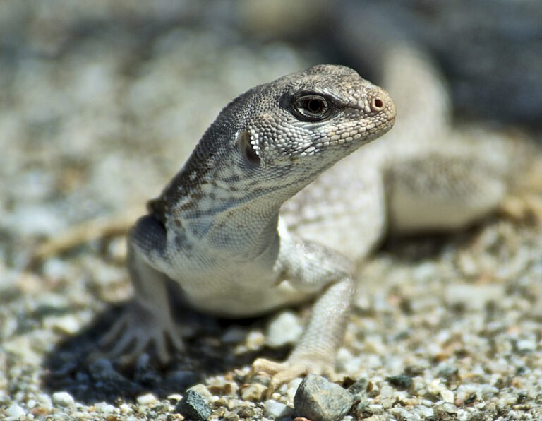 Desert Iguana | Mexican Terrestrial Life.org